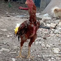 چهار عدد خروس لاری نسل دار