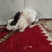 خرگوش