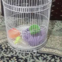 قفس پایدار