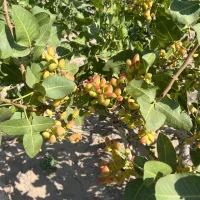 پیش فروش نهال پسته بادامی