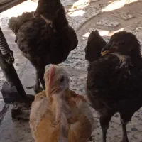 جوجه بزرگ وارک وخروس