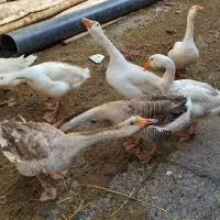 هفت عدد قاز