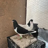 کفتر سیاهپوش نروماده