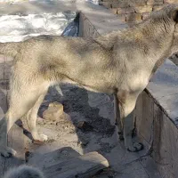 پژدر13ماه