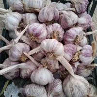 سیر قرمز  برای بذر