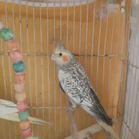 عروس هلندی نر
