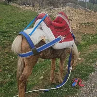 لوازم پالان اسب زین