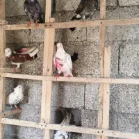 کبوتر پرشی