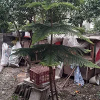 درختچه مطبغ زیبا