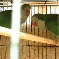 طوطی راهب،گیرینچیک،عروس هلندی،قناری،سهره باقیمت کم