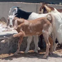 بزغاله و تروشت و گتاچ