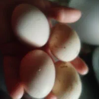 تخم مرغ محلی