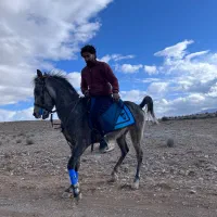 اسب ترکی