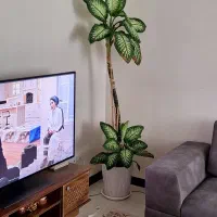 فروش گل دیفن باخیا