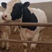 گوساله