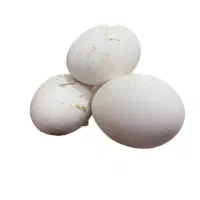 تخم غاز