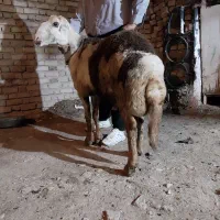 قوچ|حیوانات مزرعه|بروجرد, |دیوار