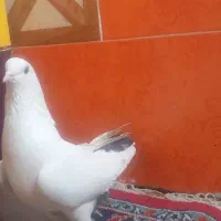 یه جفت نر و ماده خوشگل و گردن کلفت