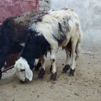 بره پلنگی بره نر قوچ بره قوچ