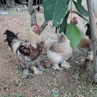 مرغ و خروس برهما