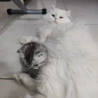 گربه