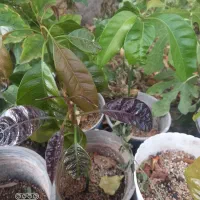 نهال انبه پاکستانی درجه ۱