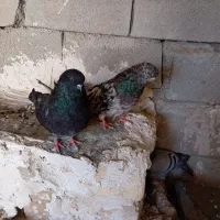 کبوتر