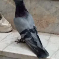 سبز