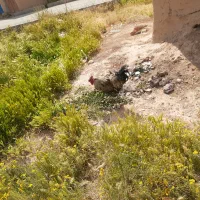 کله شیر شیک
