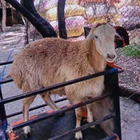 شیشک ،قوچ ،بره نر ،/بزرگ ترین دامداری