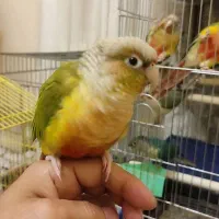 گرینچیک آناناسی رد اکستریم ماده