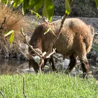 فروش دو عدد بره نر چاق