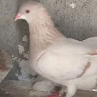 خوشرنگ سوسنی