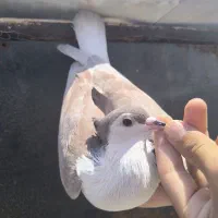 کفتر ساده و ساده کاکلی