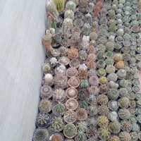 کاکتوس خاص و کلکسیونی