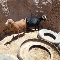 فروش‌ ۲‌ عدد‌ بز چاق