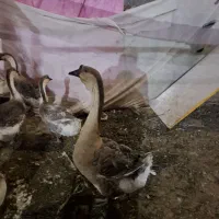 ۵عددقو قاز تازه کار۲تا ماده ۳تانر