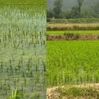 کود هیومیک اسید تقویت و افزایش تناژ زمین تضمینی
