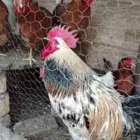 خروس زیبای محلی مناسب جوجه کشی