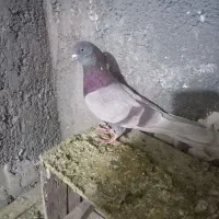 این کفتر گرفتم پیس حلقه پاهاش