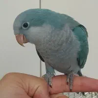 راهب
