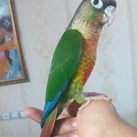 گرینچیک نر سه ماهه ( معاوضه با هیچی ندارم)