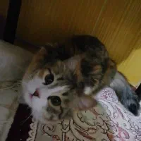 گربه|گربه|ارومیه, |دیوار