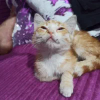 واگذاری رایگان بچه گربه