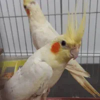 فروش یک جفت عروس بالغ لتینو