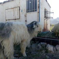 چپش نر