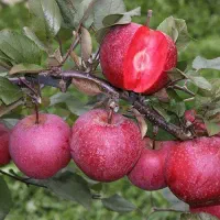 فروش باغ ویلا