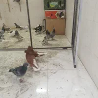 کفتر بوم