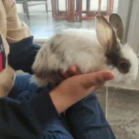خرگوش ۶ماهه خوشگل وناز