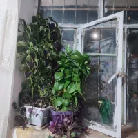 گل مخملی